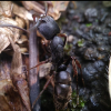 ant's dung? - last post by Dnail