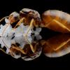 Outsourcing for Lasius Flavus help - last post by StayLoki