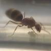 Queen ant found Jefferson county wv 5/8/18 - last post by Shifty189