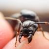 Ants_Texas' Pogonomyrmex barbatus Journal - last post by sirjordanncurtis