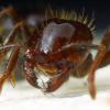 Parasites Emerging From Queen Ant Gaster - last post by BobJ