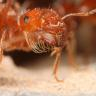 pogonomyrmex californicus ;) - last post by AntsClaifornia