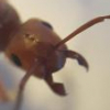 Shipping ants from EU to Canada - legal or not? - last post by rbarreto