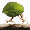TN antkeeper queen sightings - last post by Dotdispenser