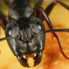 Solenopsis molesta alternate diet - last post by spartANTS