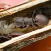 Venom's Trachymyrmex colony - last post by VenomousBeast