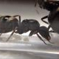 camponotus novaeboracensis for sale/trade for formica - last post by komethunter