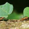 Solenopsis workers keep dying + no brood, help! - last post by rarankhan