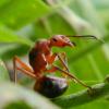 Beetle keepers? - last post by ponerinecat