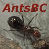 Messor or Aphaenogaster - last post by AntsBC