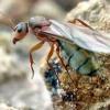 Camponotus nearcticus Queen update - last post by Swinferret