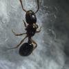 Trachymyrmex septentrionalis care - last post by David19