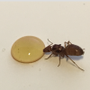 Possible infertile queen? - last post by kgollehon