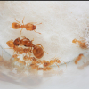What species of temnothorax? - last post by CatsnAnts