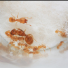 CatsnAnts' Pheidole bicarinata Journal (Updated 8-30-2020) - First Nanitics of the Year! - last post by CatsnAnts