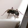 The Trachea of a Carpenter Ant - last post by CampoKing