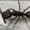 overwintering trap jaw ants - last post by SuperFrank