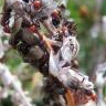 Sweetgrass Ant Journal - last post by sweetgrass