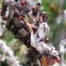 Medicine Hat obscuripes nuptial flight and question about a queen I collected - last post by sweetgrass