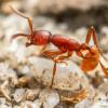 Ant Day-American Museum of Science and Energy May 20 - last post by PurdueEntomology