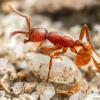 Pogonomyrmex Identification Request - last post by PurdueEntomology