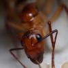 Wander's Camponotus conspicuus inaequalis Journal - last post by WanderAnts