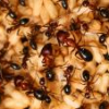 TheRealAntMan's Lasius journal - last post by TheRealAntMan