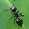 Substitute to feed Solenopsis molesta - last post by Ikerrilove