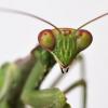 Myrmecocystus mexicanus - any special diapause considerations? - last post by PaxxMantid