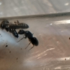 Interesting Camponotus novaeboracensis queen - last post by AntJohnny
