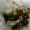 What will my Trachymyrmex eat? - last post by BrittonLS