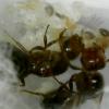 BrittonLS' Camponotus sayi 9/27/15 *Discontinued* - last post by BrittonLS