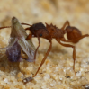 Ants available in Austin Texas. - last post by Wedge