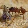 When do I start feeding a Trachymyrmex queen? - last post by Wedge