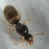 CA bay area, what Camponotus species? - last post by NickAnter