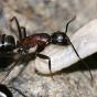 Looking for Camponotus species in California - last post by JenC