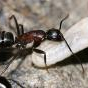 JenC's Camponotus Ca02 Journal - last post by JenC