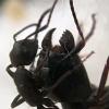 Does camponotus have Super Majors? - last post by Macro_Ants