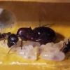 Larvae keep dying - last post by Carpenter