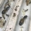 Sacto Crawlers Ant Adoption - last post by Heyitscali