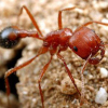Camponotus semitestaceus - last post by Broncos