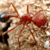 Broncos's Pheidole Californica - last post by Broncos