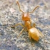 Tiny camera explores ant colony - last post by GDVP