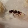 Formcoidea's Myrmecia journal! - last post by Formicoidea