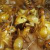 Wander's Camponotus castaneus colony - last post by Acutus