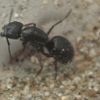 Ant worker ID (Vancouver) Possibly Myrmica - last post by Michaelofvancouver