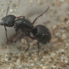 My ant website - last post by Michaelofvancouver