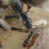 Parasites on two of my Vicinus queens - last post by Irishmate03112002