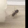 Are any of these queen ants? - last post by LiL_Buddy