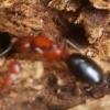 First time ant keeper, found established Camponotus sp. colony in log slated for the burn pile... - last post by dominatus
